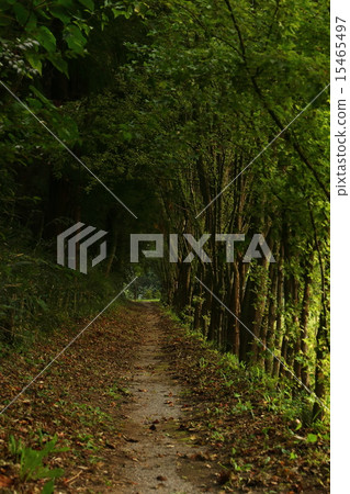 通往山的森林公路 15465497