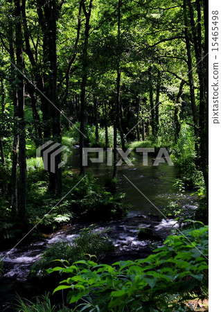 福島縣萬代森林的安靜的小溪 15465498