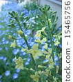 Broccoli flowers 15465756
