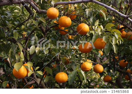 Setouchi and oranges tree 15465868
