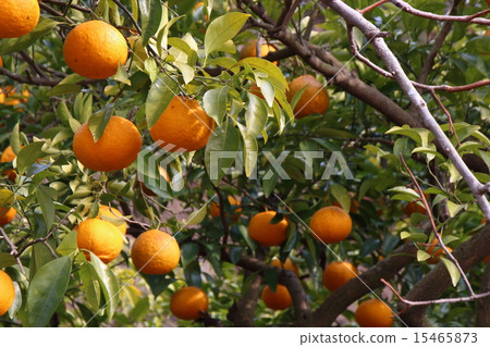 Setouchi and oranges tree Setouchi and oranges tree 15465873
