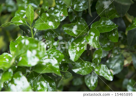 Leaves of powdery mildew Leaves of powdery mildew 15465895