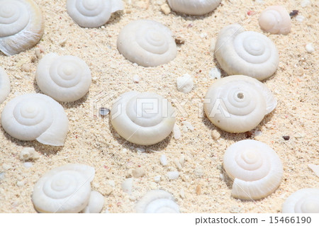 Hilo Besokata Maimai 15466190