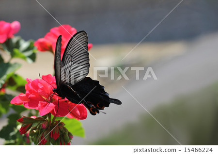 黑色燕尾 黑色燕尾 15466224