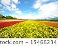  Flower garden 15466234