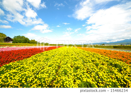 花園 花園 15466234