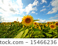 Sunflower field 15466236