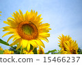 sunflower	 15466237