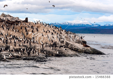King Cormorant colony sits on an Island 15466388