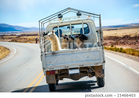 Three lamas with ear tags ride in a truck. 15466403