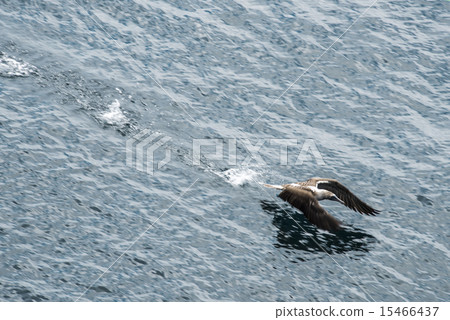 Blue-footed booby up from the water, San Cristobal 15466437