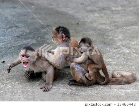 Capuchin monkey in Misahualli, Amazon, Ecuador 15466448