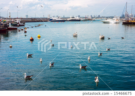 Yachts and boats, Punta del Este, Uruguay Yachts and boats, Punta del Este, Uruguay 15466675
