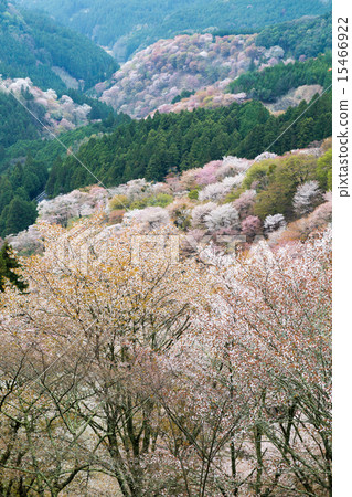 Top A thousand Yoshino cherry trees 15466922