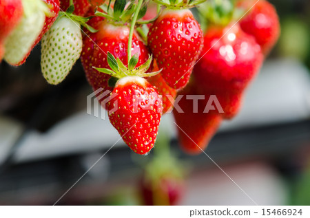 Strawberries being grown Strawberries being grown 15466924