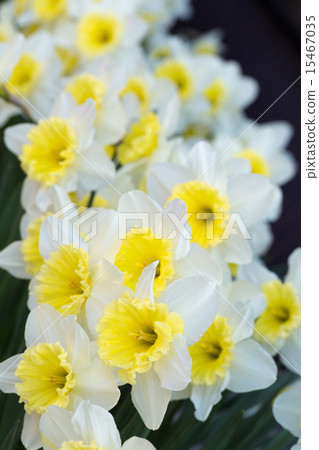 Yellow and white trumpet daffodils 15467035