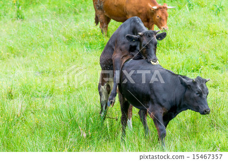 black cow copulating in a green pasture black cow copulating in a green pasture 15467357