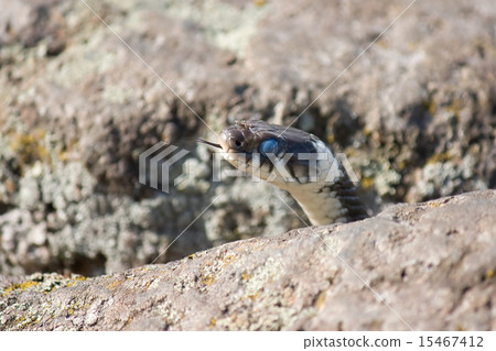 Grass snake 15467412