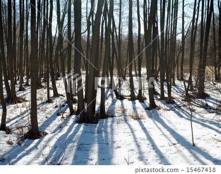 Spring forest with snow Spring forest with snow 15467418