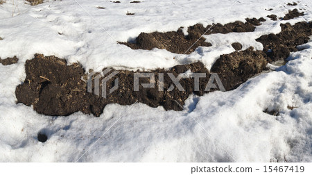 Spring field covered with snow Spring field covered with snow 15467419