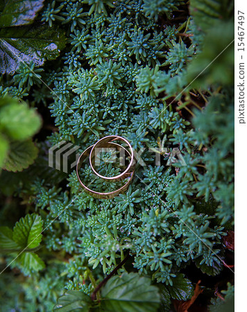Green plant and wedding rings Green plant and wedding rings 15467497