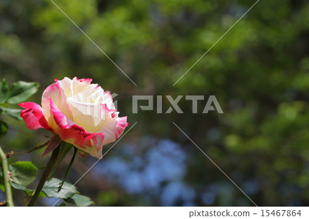 雙喜玫瑰花 15467864