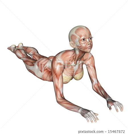 Muscle specimen yoga posing woman perming 3DCG illustration material 15467872