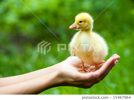 Little yellow duckling on human hands Little yellow duckling on human hands 15467964