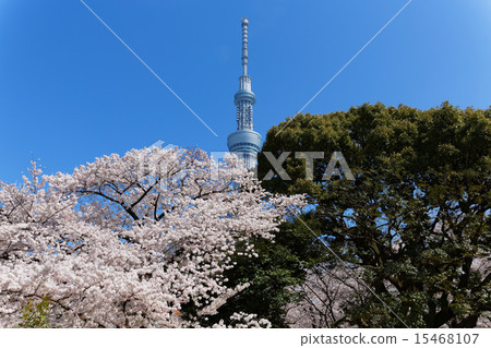 Cherry Blossoms Sumida Park and Tokyo Sky Tree 15468107