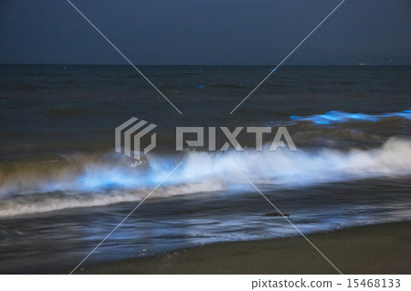 湘南海和夜蟲 湘南海和夜蟲 15468133