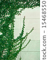 White wall with green foliage 15468550