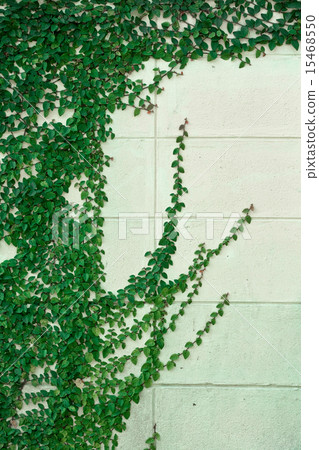 White wall with green foliage White wall with green foliage 15468550