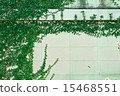White wall with green foliage 15468551