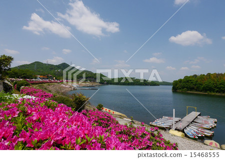 Spring larval pond and azalea 15468555