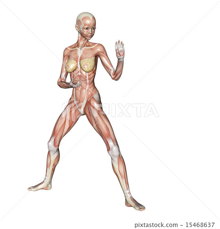 Muscle specimen female perming 3DCG illustration material Muscle specimen female perming 3DCG illustration material 15468637