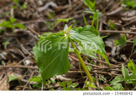 Yamano Grass Miyama Eniree Soap 15468642