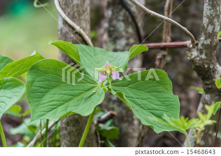 Yamano Grass Murasaki Enragley舒緩紫色 Yamano Grass Murasaki Enragley舒緩紫色 15468643