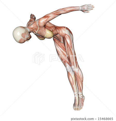 Muscle specimen jump in Female perming 3DCG illustration material 15468665
