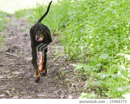 dog walking dog walking 15468773