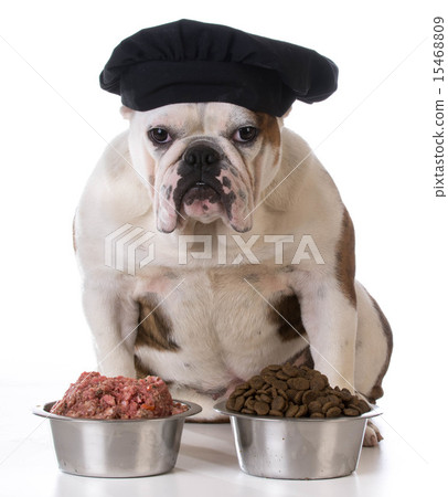 feeding your pet feeding your pet 15468809