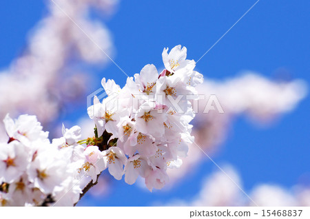  Cherry blossoms and blue sky 15468837