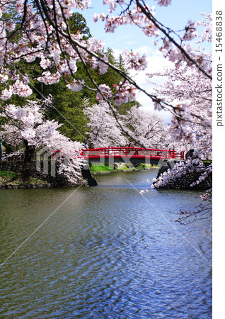 Cherry blossoms and bridges Cherry blossoms and bridges 15468838
