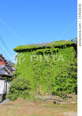 House covered with ivy 15468848