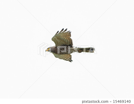 灰面鷲 15469140