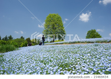 Nemophila Hill Nemophila Hill 15469434