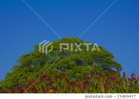  Flower garden 15469437