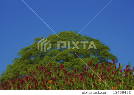 Flower garden Flower garden 15469438