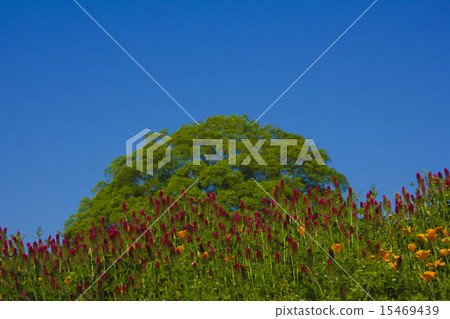  Flower garden 15469439