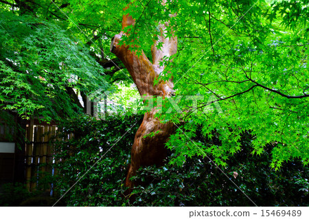 新鮮綠的綠葉(龍安寺/京都) 新鮮綠的綠葉(龍安寺/京都) 15469489