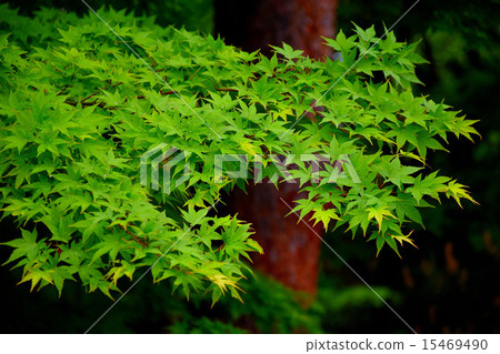 新鮮綠的綠葉(龍安寺/京都) 新鮮綠的綠葉(龍安寺/京都) 15469490